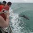 Dolphin Cruise with Brisbane Transfers, Child