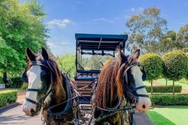 Horse and Carriage Wine Tour