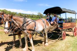 Exclusive Horse and Carriage Wine Tour for 4