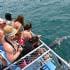 Dolphin Cruise with Brisbane Transfers, Family
