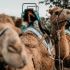 Camel Experience, Paddock to Plate for Two