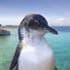 Dolphin, Penguin and Sea Lion Cruise